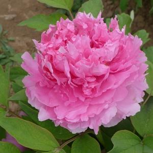Peony Tree x suffruticosa 'Rosy Jade (Pink)'
