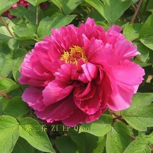 Peony Tree x suffruticosa 'Sunset (Purple)'