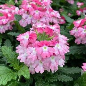 Verbena peruviana 'EnduraScape™ Pink Fizz'