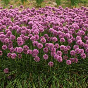 Allium 'Glitterbug® Bee's Knees®'