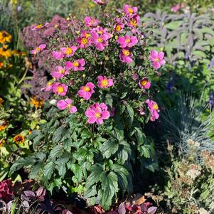Anemone 'Dawn Breaker'