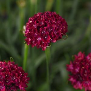 Armeria 'Dreameria® Hypnotic Dreams'