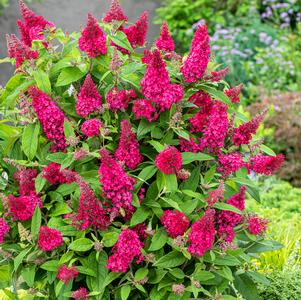 Buddleia 'Butterfly Candy® Lil' Raspberry™'