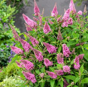 Buddleia 'Butterfly Candy® Lil' Taffy™'
