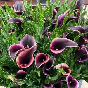 Calla 'Dubai Nights'
