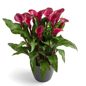 Calla 'Tokyo'