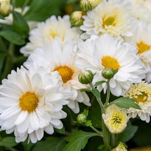 Chrysanthemum 'Mammoth™ White Daisy'