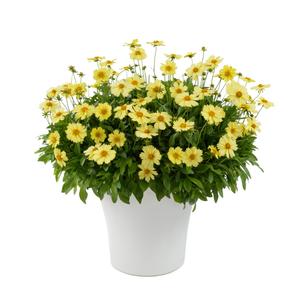 Coreopsis grandiflora 'Solanna™ Glow'