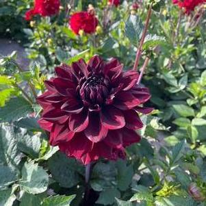 Dahlia 'GoGo Black'