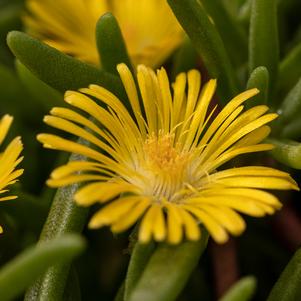 Delosperma 'Delmara™ Yellow'