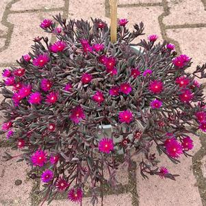 Delosperma 'Desert Dancers Purple'