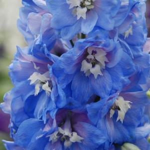Delphinium elatum 'Magic Fountains Sky Blue/White Bee'