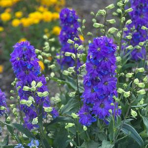 Delphinium 'Delgenius™ Kingsley'