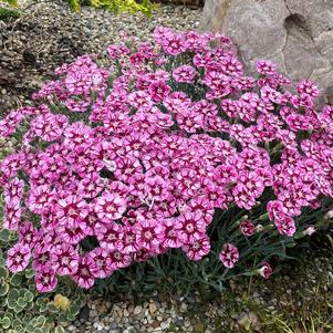 Dianthus 'Everbloom™ Raspberry Jam'