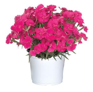 Dianthus 'Mad Magenta'