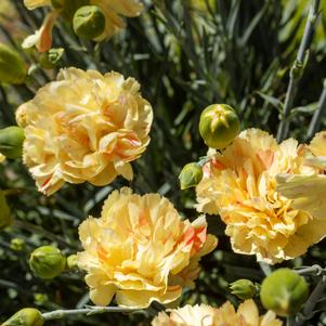 Dianthus 'Scent First® Lemon Sparkler'