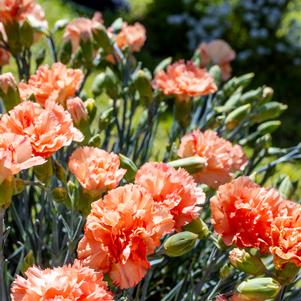Dianthus 'Scent First® Orange Sparkler'