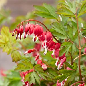 Dicentra spectabilis 'Jolly Hearts™ Love'