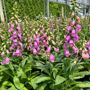 Digitalis hybrida 'Pink Panther®'
