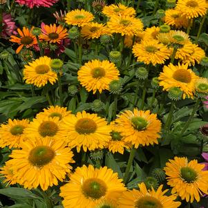 Echinacea 'SunSeekers Golden Sun'