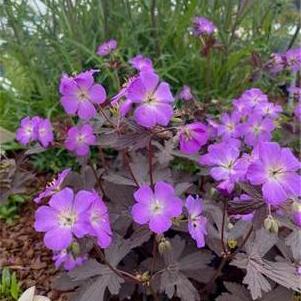 Geranium pratense 'Storm Cloud'