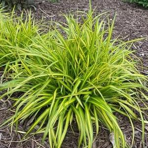Scirpus pendula 'Stars and Stripes'