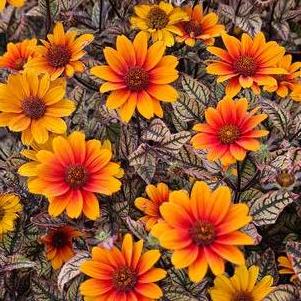 Heliopsis 'Orange Marble'