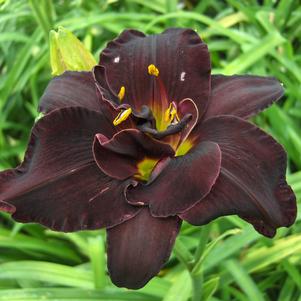 Hemerocallis 'Bogeyman'