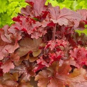 Heuchera 'Indian Summer Cherryberry'