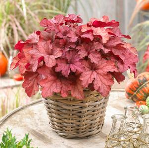 Heuchera 'Indian Summer Coralberry'