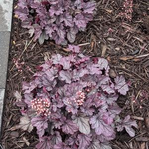 Heuchera 'Indian Summer Huckleberry'