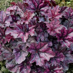 Heuchera 'Indian Summer Mulberry'