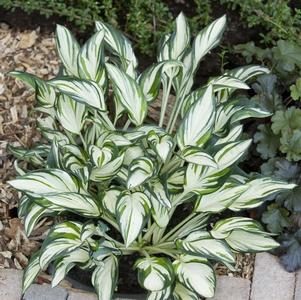 Hosta 'Fireworks'