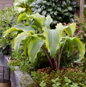 Hosta 'Monkey Business'