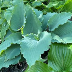 Hosta 'Skywriter'