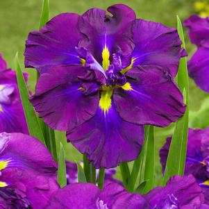 Iris ensata 'Dinner Plate™ Blueberry Pie'