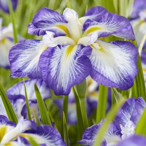 Iris ensata 'Dinner Plate™ Carrot Cake'