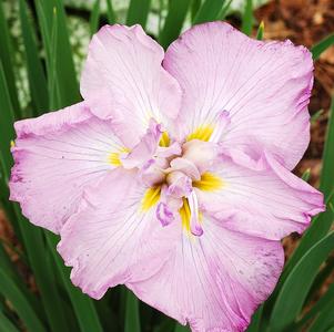 Iris ensata 'Dinner Plate™ Tub Tim Grob'