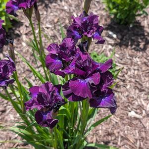 Iris siberica 'Purplelicious'