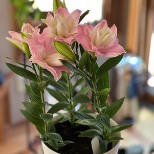 Lilium - Oriental Pot Lily Looks™ 'Sunny Double Duty'