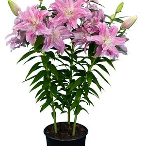 Lilium - Oriental Lily Double Flowering 'Roselily™ Azra'
