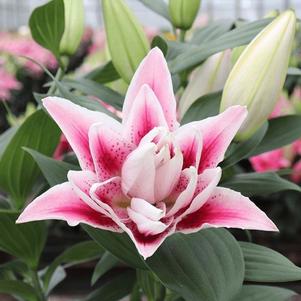 Lilium - Oriental Lily Double Flowering 'Roselily™ Nowa'