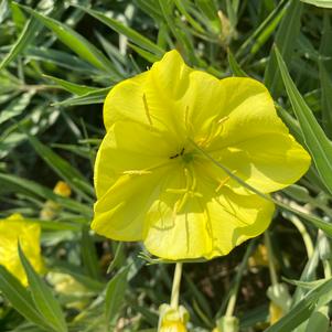 Oenothera missouriensis 'Evening Sun'