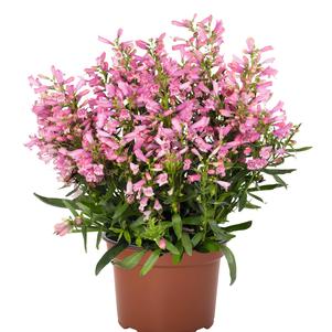 Penstemon barbatus 'Pristine® Primrose'