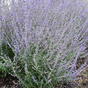 Perovskia atriplicifolia 'Jelena'