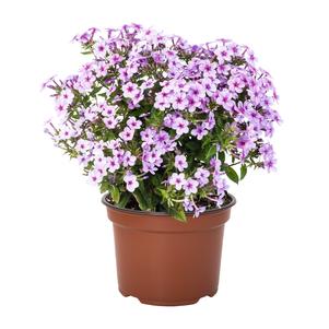 Phlox paniculata 'Early® Lavender Pop'