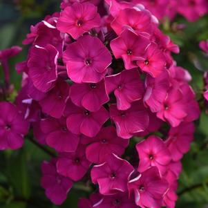 Phlox paniculata 'Super Ka-Pow™ Fuchsia'