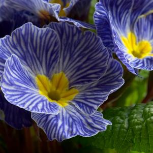 Primula acaulis 'Zebra Blue'