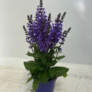 Salvia nemorosa 'Noble Knight'