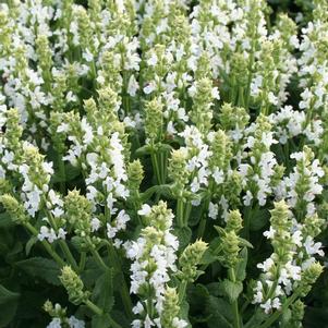 Salvia nemorosa 'Snow Hill'